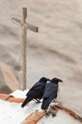 Northern Raven - Raaf - Grand Corbeau