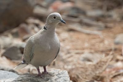 Eurasian Collared Dove - Turkse Tortel - Tourterelle turque