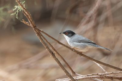 Sardinian Warbler - Kleine Zwartkop - Fauvette mlanocphale (m)