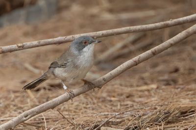 Sardinian Warbler - Kleine Zwartkop - Fauvette mlanocphale (f)