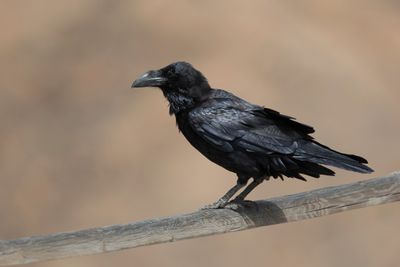 Northern Raven - Raaf - Grand Corbeau