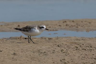 Kentish Plover - Kaapse Plevier - Pluvier  collier interrompu