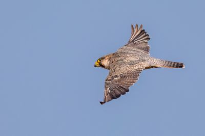 Peregrine Falcon - Slechtvalk - Faucon plerin