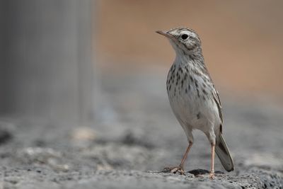 Berthelot's Pipit - Berthelots Pieper - Pipit de Berthelot