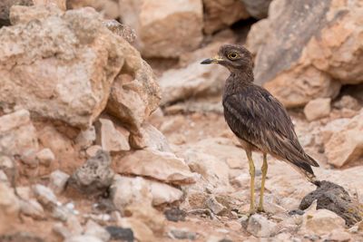 Eurasian Stone-curlew - Griel - Oedicnme criard