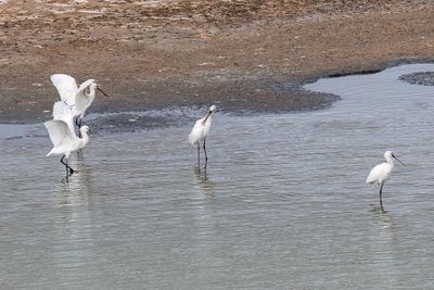 Eurasian Spoonbill - Lepelaar - Spatule blanche