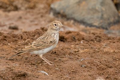 Mediterranean Short-toed Lark - Kleine Kortteenleeuwerik - Alouette pispolette