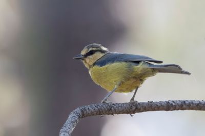 African Blue Tit - Tenerifepimpelmees - Msange nord-africaine