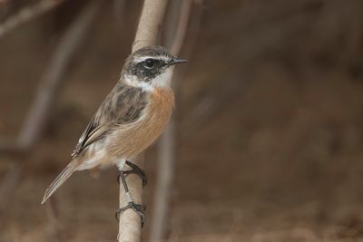 Canary Islands Stonechat - Canarische Roodborsttapuit - Tarier des Canaries (m)