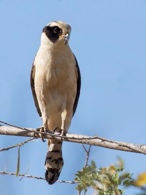 Laughing Falcon - Lachvalk - Macagua rieur