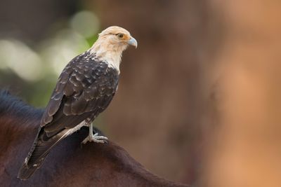 Yellow-headed Caracara - Geelkopcaracara - Caracara à tête jaune