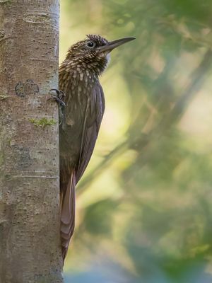 Cocoa Woodcreeper - Cacaomuisspecht - Grimpar cacao