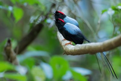 Long-tailed Manakin - Langstaartmanakin - Manakin fastueux (m)