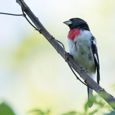 Rose-breasted Grosbeak - Roodborstkardinaal - Cardinal à poitrine rose (m)