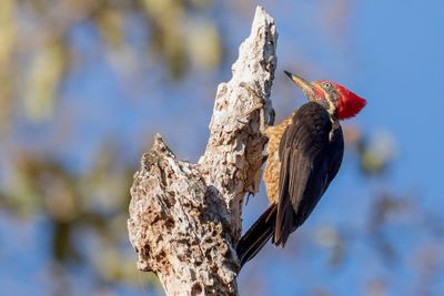 Lineated Woodpecker - Gestreepte Helmspecht - Pic ouentou