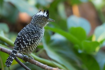 Barred Antshrike - Gebandeerde Mierklauwier - Batara rayé (m)