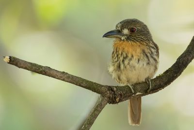 White-whiskered Puffbird - Witsnorbaardkoekoek - Tamatia de Lafresnaye