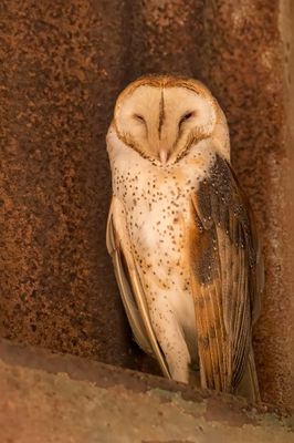 American Barn Owl - Amerikaanse Kerkuil - Effraie d'Amérique