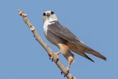 Pearl Kite - Parelwouw - Élanion perle