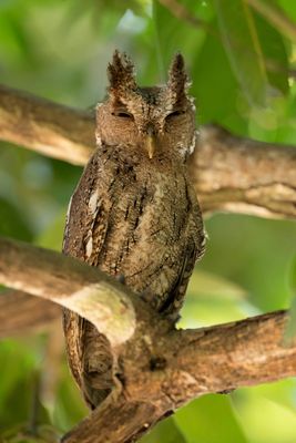 Pacific Screech Owl - Mangrove-schreeuwuil - Petit-duc de Cooper
