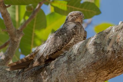 Lesser Nighthawk - Texasnachtzwaluw - Engoulevent minime