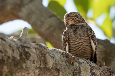 Lesser Nighthawk - Texasnachtzwaluw - Engoulevent minime