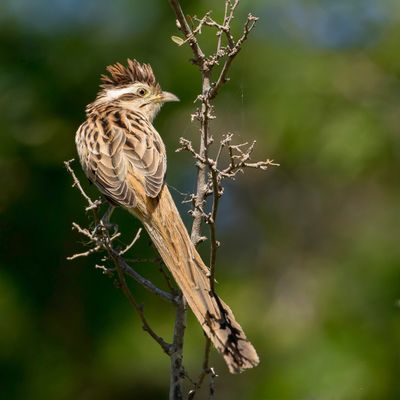 Striped Cuckoo - Gestreepte Koekoek - Géocoucou tacheté