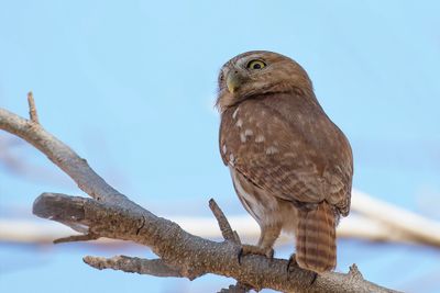 Ferruginous Pygmy Owl - Braziliaanse Dwerguil - Chevêchette brune