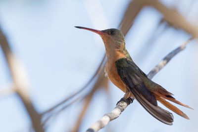 Cinnamon Hummingbird - Kaneelkleurige Amazilia - Ariane cannelle