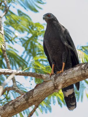 Crane Hawk - Langpootkiekendief - Buse échasse