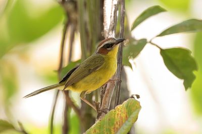 Chestnut-capped Warbler - Delattres Zanger - Paruline de Delattre