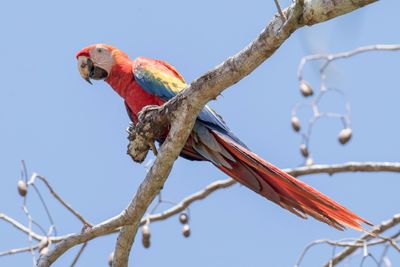 Scarlet Macaw - Geelvleugelara - Ara rouge