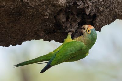 Orange-fronted Parakeet - Ivooraratinga - Conure à front rouge