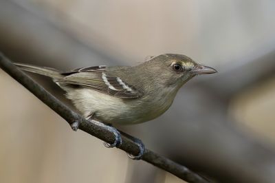 Mangrove Vireo - Mangrove-vireo - Viréo des mangroves