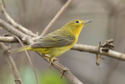 Mangrove Warbler - Mangrovezanger - Paruline des mangroves (f)