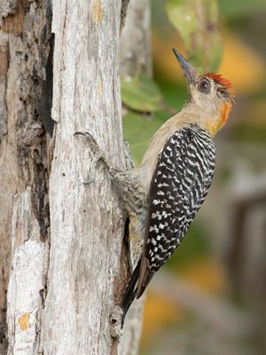 Hoffmann's Woodpecker - Hoffmanns Specht - Pic de Hoffmann (m)