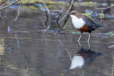 White-throated Dipper - Waterspreeuw - Cincle plongeur