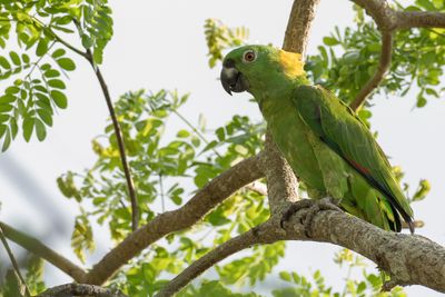 Yellow-naped Amazon - Geelnekamazone - Amazone à nuque d'or