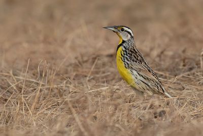Eastern Meadowlark - Witkaakweidespreeuw - Sturnelle des prés