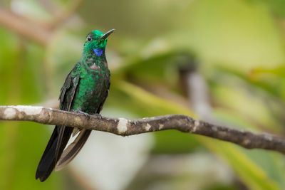 Green-crowned Brilliant - Groenkruinbriljantkolibrie - Brillant fer-de-lance (m)