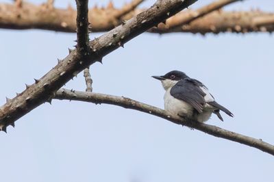 African Shrike-flycatcher - Afrikaanse Klauwiervliegenvanger - Bias écorcheur (m)