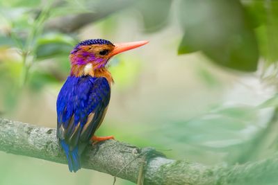 Malachite Kingfisher - Malachietijsvogel - Martin-pêcheur huppé