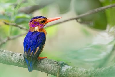 Malachite Kingfisher - Malachietijsvogel - Martin-pcheur hupp