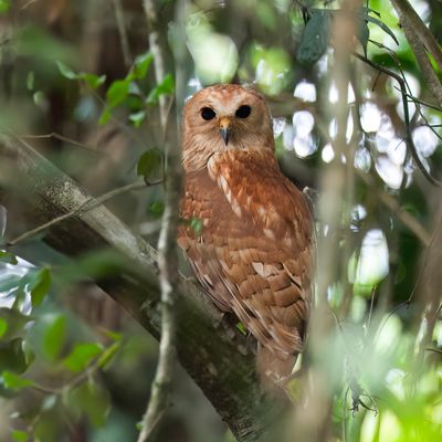 Rufous Fishing Owl - Rosse Visuil - Chouette-pêcheuse rousse