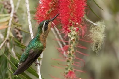 Grey-tailed Mountaingem - Grijsstaartjuweelkolibrie - Colibri à queue grise (f)