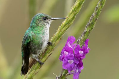 White-tailed Emerald - Witstaartsmaragdkolibrie - Colibri elvire (f)