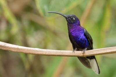 Violet Sabrewing - Violette Sabelvleugel - Campyloptère violet (m)