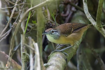 Buff-breasted Wren - Witoorwinterkoning - Troglodyte à face pâle