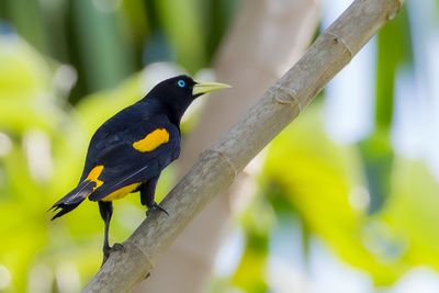Yellow-rumped Cacique - Geelstuitbuidelspreeuw - Cassique cul-jaune