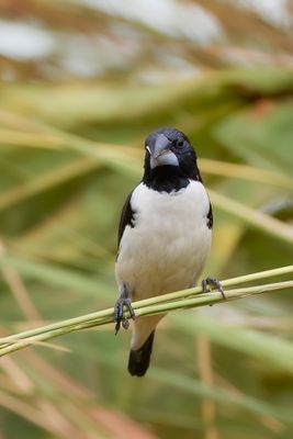 Magpie Mannikin - Reuzenekstertje - Capucin pie